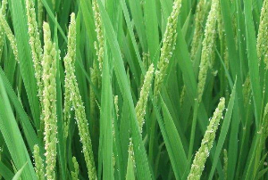 欧盟发布双吗啉甲烷等2个生物杀灭剂活性物质的统一分类和标签意见征询